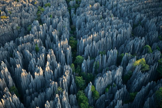 Stone-Forest