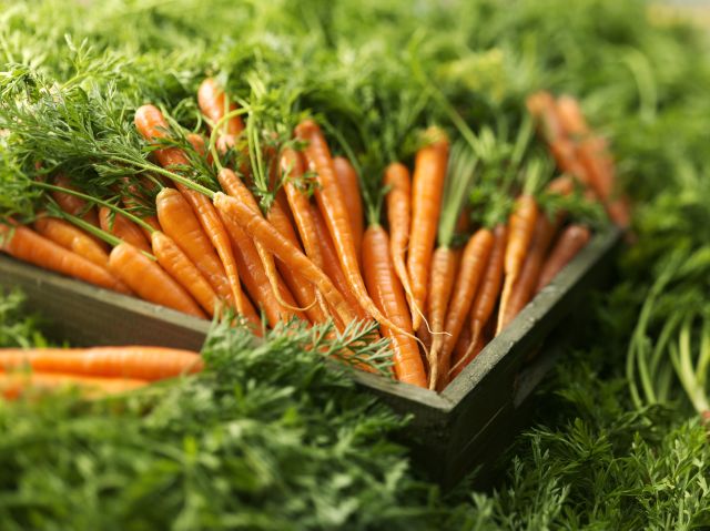 field-of-carrots
