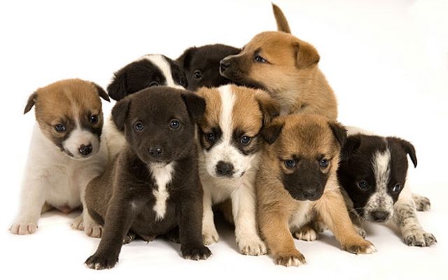 healthy pets3