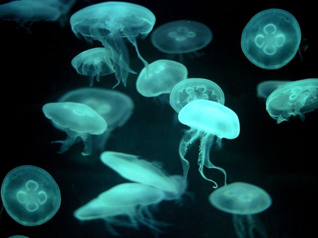 jellyfish-dangerous